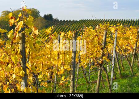 NB. Près des vignobles colorés de Kuernbach en automne, Kraichgau Banque D'Images