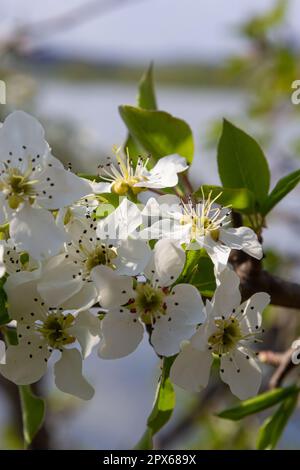 Branche de poire en fleur contre le ciel bleu. Fleurs de poire avec petites fleurs blanches. Floraison printanière d'arbres fruitiers. Arrière-plan flou. Banque D'Images