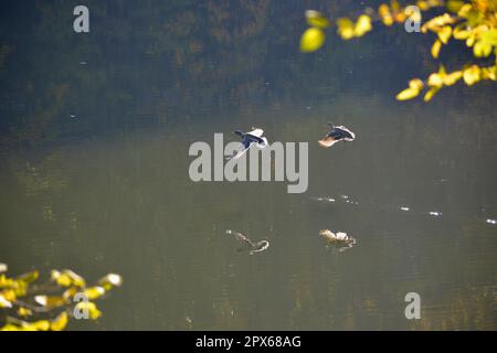 Maulbronn Tiefersee en automne, paire de canards colverts en vol Banque D'Images