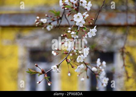 Cerisiers en fleurs dans le jardin de printemps, vue à travers l'arbre fruitier jusqu'à la maison du village. Fleurs blanches sur une branche, scène rurale Banque D'Images