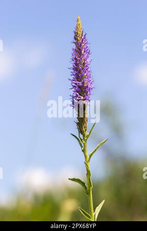 Spiked speedwell Blue Dwarf - nom latin - Veronica spicata Ulster Blue Dwarf. Banque D'Images