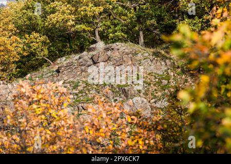 Sentier de randonnée à l'automne de Bodetal Harz Banque D'Images