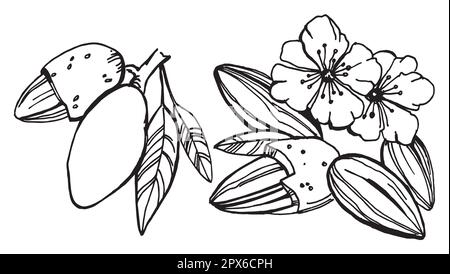 Dessin à la main de style amande. Collection d'illustrations vectorielles à base de noix et de noix organiques isolées sur fond blanc Banque D'Images
