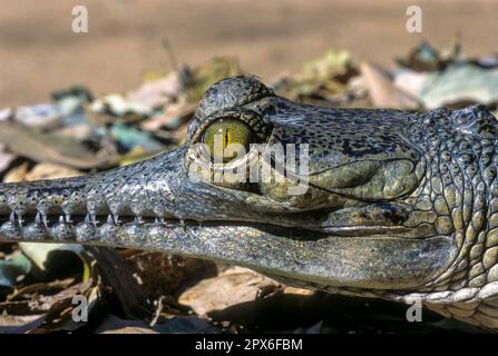 Œil de crocodile et oreille d'un gharial (Gavialis gangeticus) en danger critique, captif, le Madras Crocodile Bank Trust et le Centre d'Herpetologie Banque D'Images