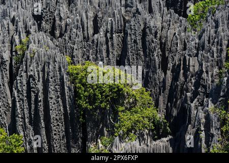 Paysage karstique, Parc national de Tsingy du Bemaraha, site classé au patrimoine mondial de l'UNESCO, Mahajanga, Madagascar Banque D'Images