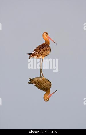 Godoul à queue noire (Limosa limosa) adulte, debout dans l'eau avec réflexion, réserve de Minsmere RSPB, Suffolk, Angleterre, Royaume-Uni Banque D'Images