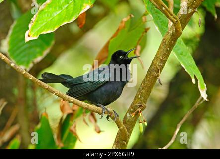 Carib Grackle (Quiscalus lugubris inflexirostris) adulte, homme, chantant, assis sur une branche, Fond Doux Plantation, St. Lucia, Îles du vent, petit Banque D'Images