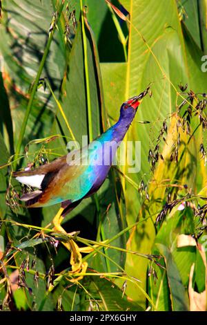 Porphyrula martinica, galle violet américain (Porphyrio martinicus), petit sultana, petit sultana, Rallen, animaux, Oiseaux, Gallinule violet Banque D'Images