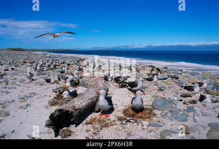 Colonie de nidification de la mouette des dauphins (Leucophaeus scoresbii), île Sea Lion, îles Falkland Banque D'Images