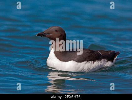 Guillemot de Brünnich (Uria lomvia) adulte, plumage d'été, baignade dans la mer, nord de la Norvège Banque D'Images