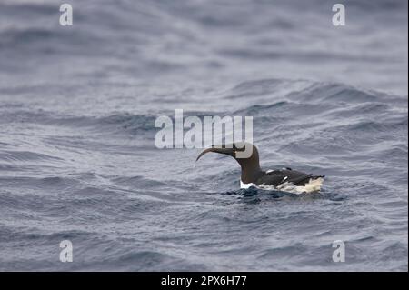 guillemot à bec commun (Uria aalge) adulte, nourrissant, avec des poissons dans le bec, nageant dans la mer, Varangerfjord, Finnmark, Norvège Banque D'Images