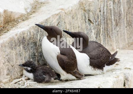 guillemot à communs (Uria aalge) adulte paire avec poussins, dans une colonie de reproduction, Inner Ferns, Iles Farne, Northumberland, Angleterre, été Banque D'Images