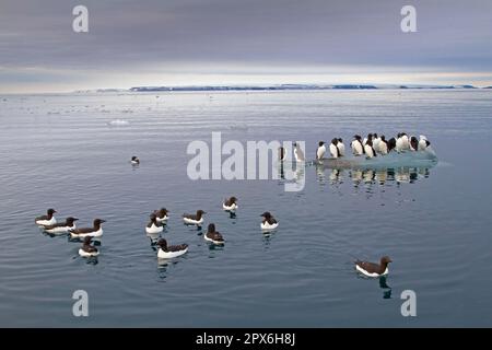 Guillemot de Brunnich (Uria lomvia) adultes, plumage d'été, nage en mer et se tient sur la banquise dans un habitat côtier, Spitzbergen, Svalbard Banque D'Images