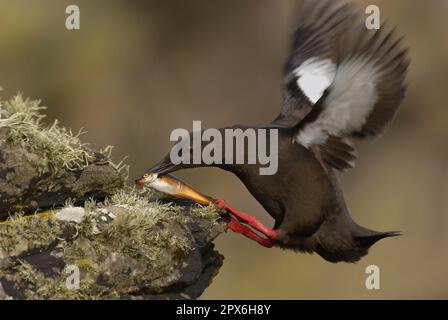 Guillemot noir (Cepphus grylle) adulte, en vol, atterrissant sur la roche avec des poissons dans le bec, îles Shetland, Écosse, Royaume-Uni Banque D'Images