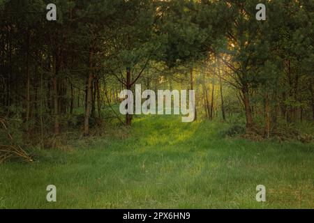 Prairie verte avec une forêt en arrière-plan. Pologne, Mazovie. Soirée à la campagne. Jeunes feuilles. Jeune forêt de pins. Les rayons du réglage su Banque D'Images