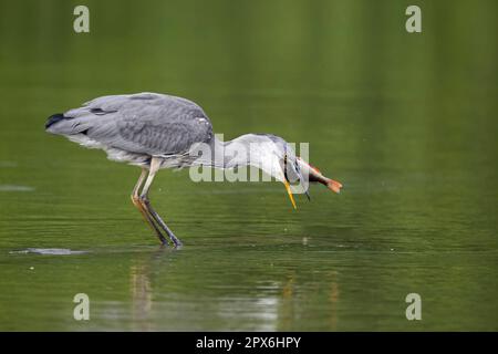 Héron gris (Ardea cinerea) juvénile, se nourrissant de la proie de la perchaude européenne (Perca fluviatilis), debout dans l'eau, Midlands, Angleterre, Royaume-Uni Banque D'Images