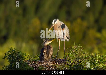 Grand héron (Ardea herodias) adulte avec poussins, au nid dans l'arbre, Rookery de Venise, utricularia ochroleuca (U.) (U.) S. A. Banque D'Images