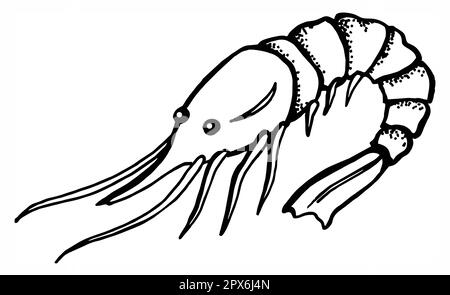 crevettes, crevettes, fruits de mer, dessin à la main, dessin, illustration rouge, noir et blanc Banque D'Images