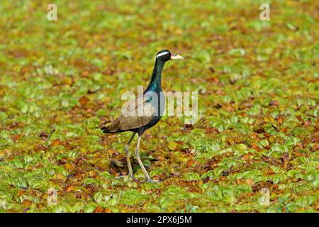 Jacana à ailes de bronze (Metopidius indicus) adulte, debout sur une végétation flottante, lac Carambolim, Goa, Inde Banque D'Images