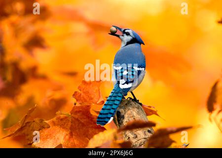 Geai bleu (Cyanocitta cristata) adulte, nourrissant, avec des glands dans le bec, perché sur la branche (U.) S. A. automne Banque D'Images