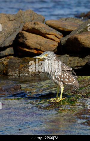 Héron de nuit à couronne noire (Nycticorax nycticorax) avec oiseau immature à couronne noire sur les rochers, Falkland Banque D'Images