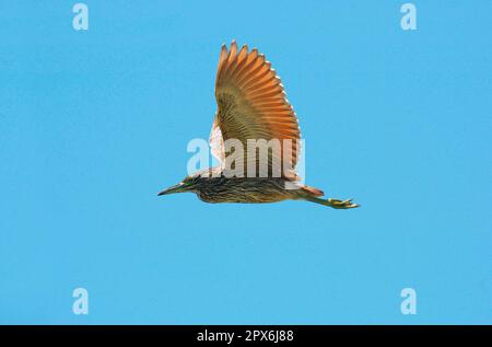 Héron de nuit de la mer du Sud, héron de nuit nankeen (Nycticorax caledonicus), héron de nuit à dos rouge, héron, animaux, oiseaux, Rufous nuit-héron juvénile, dans Banque D'Images