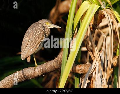 Héron de nuit de la mer du Sud, héron de nuit nankeen (Nycticorax caledonicus), héron de nuit à dos rouge, héron, animaux, oiseaux, Jeune héron rufous de nuit Banque D'Images