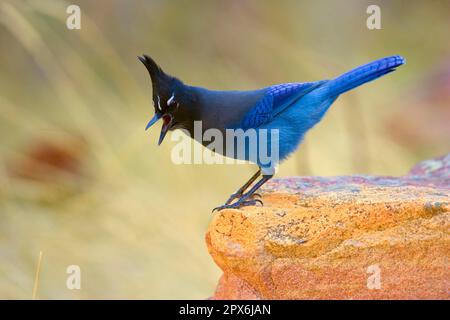 Jay de Steller (Cyanocitta stelleri) adulte, appelant, debout sur le rocher (U.) S. A. automne Banque D'Images