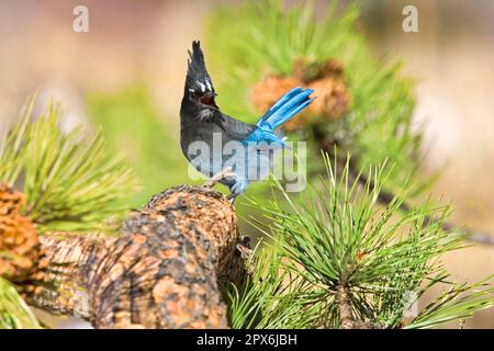 Jay de Steller (Cyanocitta stelleri) adulte, appelant, perché sur une branche de pin (U.) S. A. Banque D'Images