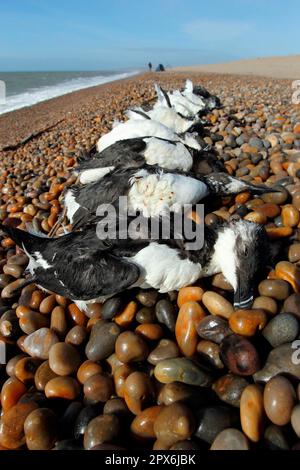 Razorbill (Alca torda) et guillemot commun (Uria aalge) adultes morts lavés sur la plage de galets après la tempête, Chesil Beach, Dorset, Angleterre, février Banque D'Images