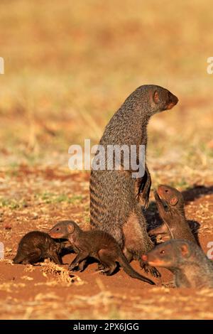 Mongoose baguée (Mungos mungo), adulte avec des jeunes à den, groupe, Kruger Nationalpark, Afrique du Sud, Afrique Banque D'Images