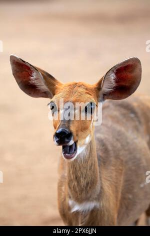 Bushbuck, Imbabala, jeune portrait, Parc national Kruger, bushbuck cap (Tragelaphus scriptus sylvaticus) Banque D'Images