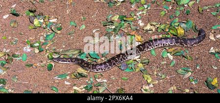 Le boa de Russell d'Eryx conicus le boa de sable rugueux (Gongylophis conicus) captif, le Madras Crocodile Bank Trust et le Centre d'Herpétologie près Banque D'Images