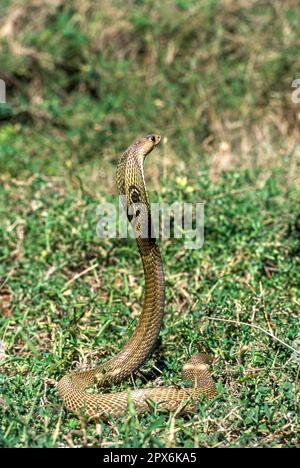 Serpent, cobra indienne cobra indienne spectaculaire (Naja naja), captive, le Madras Crocodile Bank Trust et le Centre d'Herpétologie près de Chennai, Tamil Banque D'Images