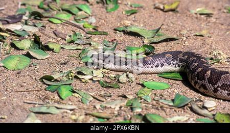 Le boa de Russell d'Eryx conicus le boa de sable rugueux (Gongylophis conicus) captif, le Madras Crocodile Bank Trust et le Centre d'Herpétologie près Banque D'Images