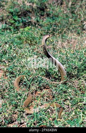 Serpent, cobra indienne cobra indienne spectaculaire (Naja naja), captive, le Madras Crocodile Bank Trust et le Centre d'Herpétologie près de Chennai, Tamil Banque D'Images