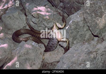 Serpent d'herbe des Balkans se nourrissant d'une grenouille de lac, Croatie Banque D'Images