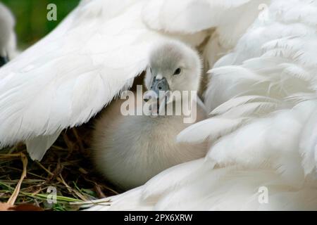 Muet le cygne, poussin Banque D'Images