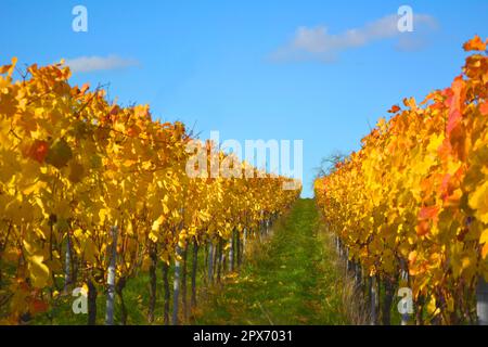 NB. Sulzfeld, vignoble d'automne, Guendelbach, Allemagne Banque D'Images