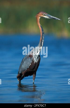 Goliath Heron (Ardea goliath), Herons, animaux, oiseaux, Goliath Heron Lake Baringo, Kenya Banque D'Images