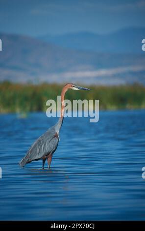 Héron de Goliath (Ardea goliath), Hérons, animaux, oiseaux, Héron de Goliath Banque D'Images