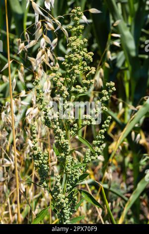 Le quartier des fleurs des agneaux le quartier de l'agneau album de Chenopodium est une mauvaise herbe de bord de route, mais les jeunes feuilles sont comestibles. Banque D'Images