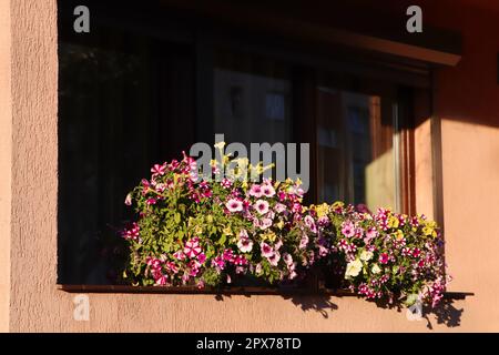 Balcon décoré avec de belles plantes en pot en fleurs le jour ensoleillé Banque D'Images