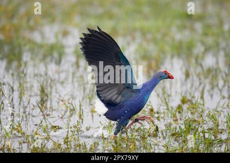 Perdrix violet, tétras violet, rail violet, rail violet, rails, Animaux, oiseaux, Cypride (Porhyrio porphyrio) adulte, courant dans l'eau Banque D'Images