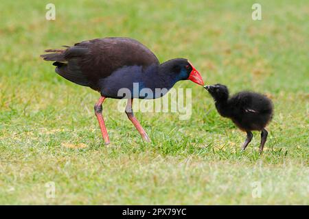 Cyphan Swamphen (Porhyrio porphyrio bellus), poussins adultes se nourrissant sur des poussins, debout sur l'herbe dans un parc, Perth, Australie occidentale, Australie Banque D'Images