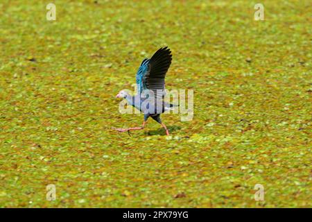 Cyphan Swamphen (Porhyrio porphyrio) adulte, 'Lily-Trotting', courant à travers la végétation flottante, Lac de Carambolim, Goa, Inde Banque D'Images