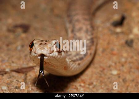 Serpent de Montpellier nord-africain Banque D'Images