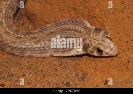 Serpent de Montpellier nord-africain Banque D'Images