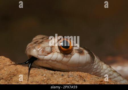 Serpent de Montpellier nord-africain Banque D'Images