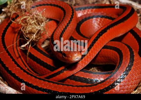 Serpent de bambou rouge Banque D'Images